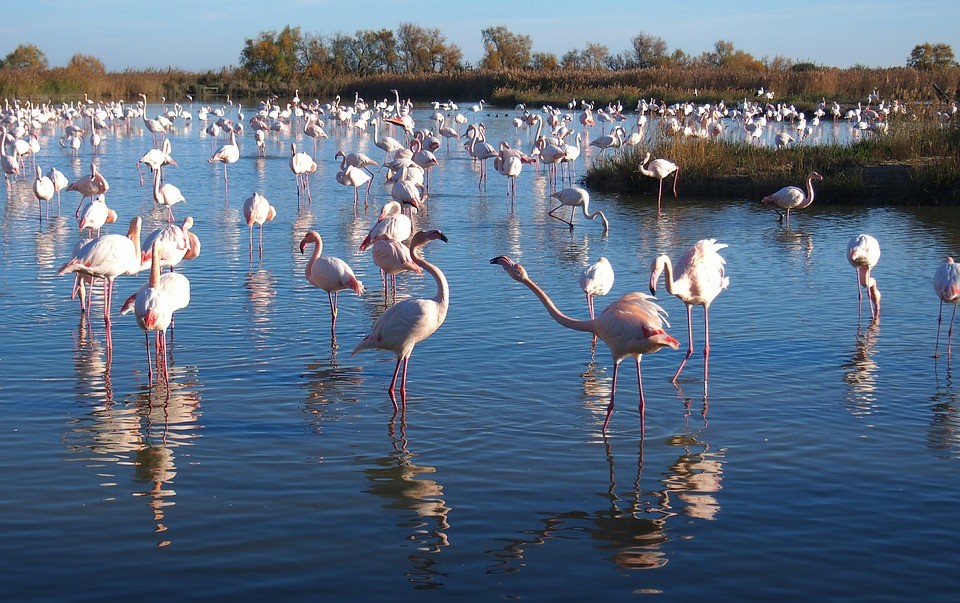 Flamants roses de Camargue