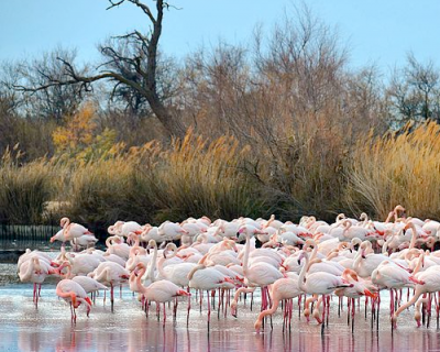 La Rserve nationale de Camargue