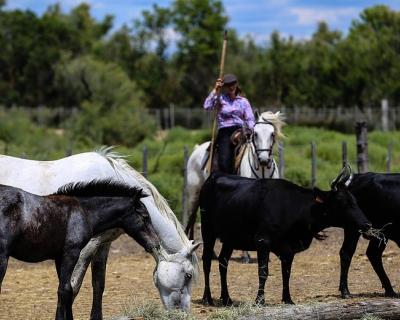 Visit of a traditional Camargue Farm and discovery of the traditions